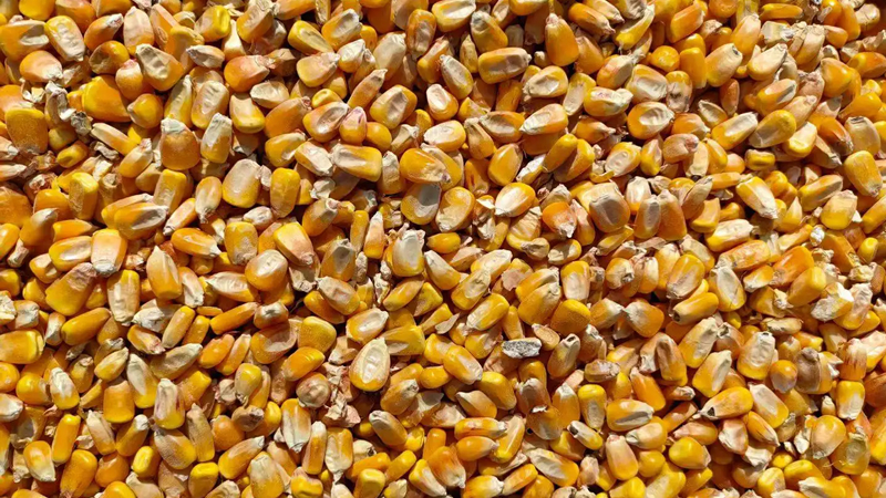 2022.10.24全国玉米价格均价2916元/吨！延续震荡趋势