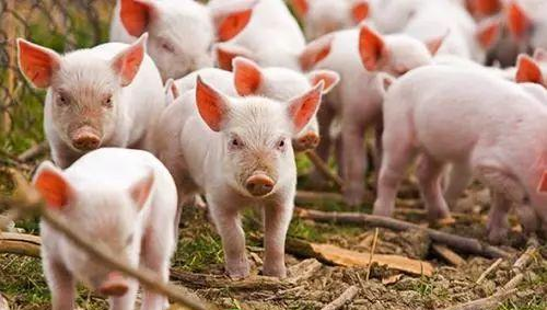 今日猪价：2022.10.28全国外三元生猪价格表